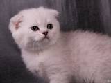 Кішки, кошенята Шотландська короткошерста, ціна 2200 Грн., Фото