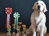 Собаки, щенята Золотистий ретрівер, ціна 3500 Грн., Фото