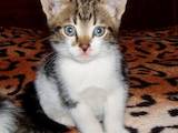 Кішки, кошенята Європейська короткошерста, ціна 40 Грн., Фото