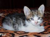 Кішки, кошенята Європейська короткошерста, ціна 40 Грн., Фото