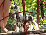 Собаки, щенки Китайская хохлатая собака, цена 3200 Грн., Фото
