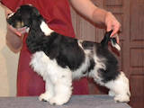 Собаки, щенята Американський коккер, ціна 3200 Грн., Фото