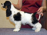 Собаки, щенята Американський коккер, ціна 3200 Грн., Фото