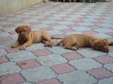 Собаки, щенки Бордосский дог, цена 4000 Грн., Фото