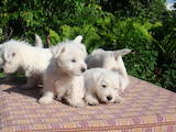 Собаки, щенята Вестхайленд уайт тер'єр, ціна 3000 Грн., Фото