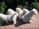 Собаки, щенята Вестхайленд уайт тер'єр, ціна 3000 Грн., Фото