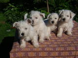 Собаки, щенки Вестхайленд уайт терьер, цена 3000 Грн., Фото