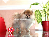 Собаки, щенки Карликовый шпиц, цена 16000 Грн., Фото