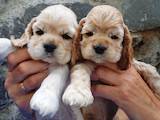 Собаки, щенки Американский коккер, цена 2500 Грн., Фото