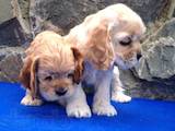 Собаки, щенки Американский коккер, цена 2500 Грн., Фото
