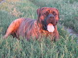 Собаки, щенята Південноафриканський Бурбуль, ціна 7000 Грн., Фото