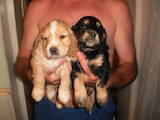 Собаки, щенята Американський коккер, ціна 600 Грн., Фото