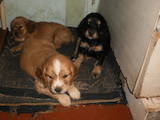 Собаки, щенки Американский коккер, цена 600 Грн., Фото