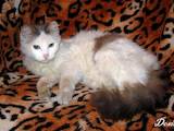 Кішки, кошенята Турецький ван, ціна 40 Грн., Фото