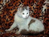 Кошки, котята Турецкий ван, цена 40 Грн., Фото