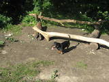 Собаки, щенята Довгошерста такса, ціна 800 Грн., Фото