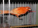 Попугаи и птицы Канарейки, цена 80 Грн., Фото