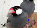 Папуги й птахи Різне, ціна 35 Грн., Фото