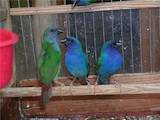 Папуги й птахи Різне, ціна 35 Грн., Фото