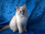 Кошки, котята Невская маскарадная, цена 2000 Грн., Фото