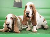 Собаки, щенята Бассет, ціна 8000 Грн., Фото
