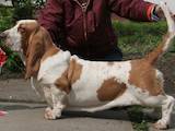 Собаки, щенки Бассет, цена 8000 Грн., Фото