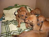 Собаки, щенки Гладкошерстная такса, цена 300 Грн., Фото