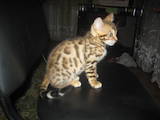 Кошки, котята Бенгальская, цена 3000 Грн., Фото