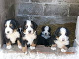 Собаки, щенки Бернская горная собака, цена 3500 Грн., Фото