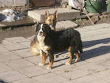 Собаки, щенята Гірський собака Берна, ціна 3500 Грн., Фото