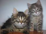 Кішки, кошенята Сибірська, ціна 50 Грн., Фото