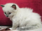 Кошки, котята Бирманская, цена 750 Грн., Фото