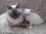 Кішки, кошенята Бірманська, ціна 750 Грн., Фото