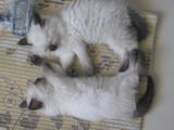 Кішки, кошенята Балінез, ціна 400 Грн., Фото