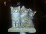 Кішки, кошенята Курильський бобтейл, Фото