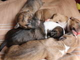Собаки, щенята Стаффордширський бультер'єр, ціна 1000 Грн., Фото