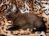 Кошки, котята Гавана, цена 300 Грн., Фото