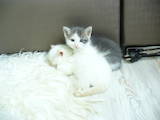 Кішки, кошенята Балінез, ціна 100 Грн., Фото