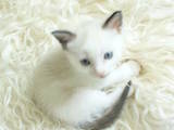 Кошки, котята Балинез, цена 100 Грн., Фото