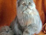 Кошки, котята Персидская, цена 1 Грн., Фото