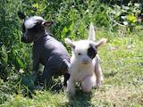Собаки, щенки Китайская хохлатая собака, цена 1200 Грн., Фото