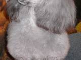 Собаки, щенята Карликовий пудель, ціна 3500 Грн., Фото