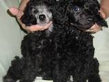 Собаки, щенята Карликовий пудель, ціна 3500 Грн., Фото