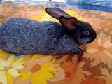 Грызуны Кролики, цена 80 Грн., Фото