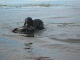 Собаки, щенята Російський спаніель, ціна 1000 Грн., Фото