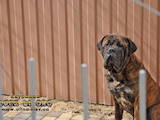 Собаки, щенята Бульмастиф, ціна 6000 Грн., Фото