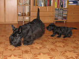 Собаки, щенки Скотчтерьер, цена 3000 Грн., Фото