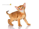 Кішки, кошенята Абіссінська, ціна 7000 Грн., Фото