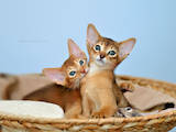 Кошки, котята Абиссинская, цена 7000 Грн., Фото