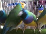 Папуги й птахи Корм, ціна 100 Грн., Фото